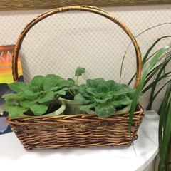 Отель Софи, Москва, Московская область