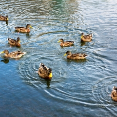 Отель Mother Russia Hotel and Hostel, Москва, Московская область