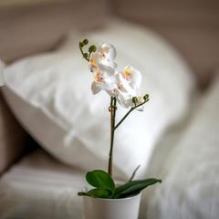 Отель Арбат Инн, Москва, Московская область