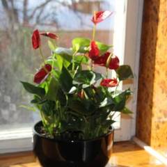 Хостел Дворик, Москва, Московская область