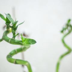 Гостиница Фарфалле, Москва, Московская область