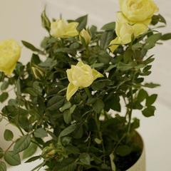 Гостиница Weekend Place, Москва, Московская область