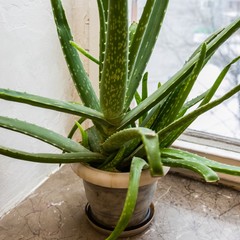 Хостел Али Баба, Москва, Московская область