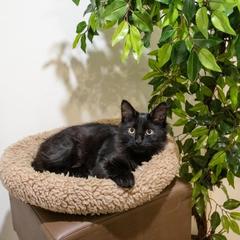 Отель Бегемот Маяковская, Москва, Московская область