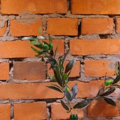 Отель Олива, Москва, Московская область