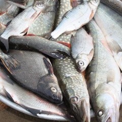 Рыболовная база Рыболовная база База 10, Мумра, Астраханская область