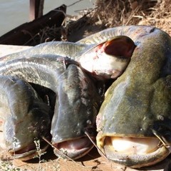 Рыболовная база Рыболовная база База 10, Мумра, Астраханская область