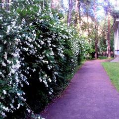 Санаторий Подлипки, Мытищи, Московская область