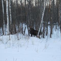 Гостевой дом Зеленая миля, Мышкин, Ярославская область