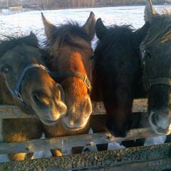 Гостевой дом Зеленая миля, Мышкин, Ярославская область