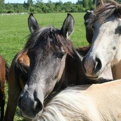 Гостевой дом Зеленая миля, Мышкин, Ярославская область