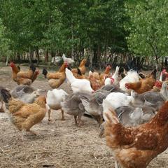 Гостевой дом Зеленая миля, Мышкин, Ярославская область