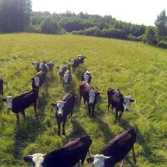 Гостевой дом Зеленая миля, Мышкин, Ярославская область