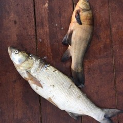 База отдыха Перепелиный остров, Нефтино, Ярославская область