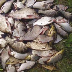 Отель Полуостров на Селигере, Нижние Котицы, Тверская область