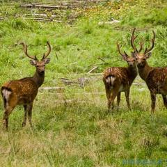 Отель Полуостров на Селигере, Нижние Котицы, Тверская область