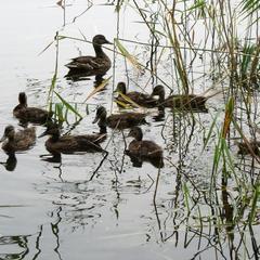 Отель Полуостров на Селигере, Нижние Котицы, Тверская область