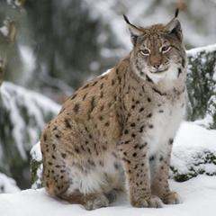 Отель Полуостров на Селигере, Нижние Котицы, Тверская область