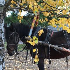Конно-туристическая база Новая Ельня, Нижние Серги, Свердловская область