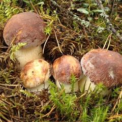 Отель Полуостров на Селигере, Нижние Котицы, Тверская область