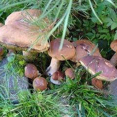 Отель Полуостров на Селигере, Нижние Котицы, Тверская область