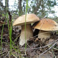 Отель Полуостров на Селигере, Нижние Котицы, Тверская область