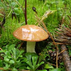 Отель Полуостров на Селигере, Нижние Котицы, Тверская область