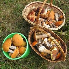 Отель Полуостров на Селигере, Нижние Котицы, Тверская область