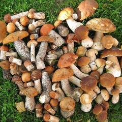 Отель Полуостров на Селигере, Нижние Котицы, Тверская область