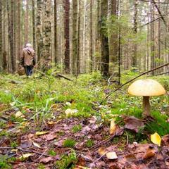 Отель Полуостров на Селигере, Нижние Котицы, Тверская область