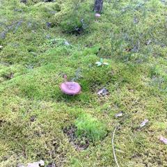 Отель Полуостров на Селигере, Нижние Котицы, Тверская область