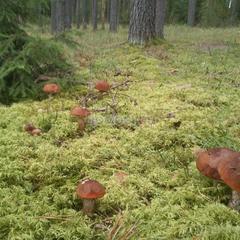 Отель Полуостров на Селигере, Нижние Котицы, Тверская область