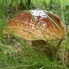 Отель Полуостров на Селигере, Нижние Котицы, Тверская область