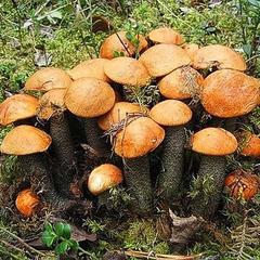 Отель Полуостров на Селигере, Нижние Котицы, Тверская область