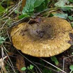 Отель Полуостров на Селигере, Нижние Котицы, Тверская область