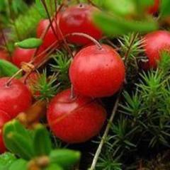 Отель Полуостров на Селигере, Нижние Котицы, Тверская область