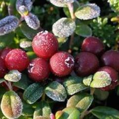 Отель Полуостров на Селигере, Нижние Котицы, Тверская область