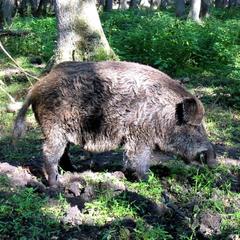 Отель Полуостров на Селигере, Нижние Котицы, Тверская область