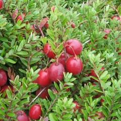 Отель Полуостров на Селигере, Нижние Котицы, Тверская область