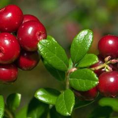 Отель Полуостров на Селигере, Нижние Котицы, Тверская область