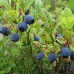 Отель Полуостров на Селигере, Нижние Котицы, Тверская область