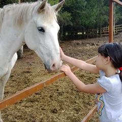 Конно-туристическая база Новая Ельня, Нижние Серги, Свердловская область