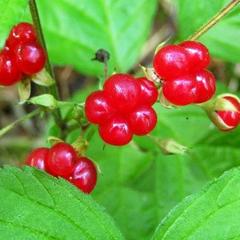 Отель Полуостров на Селигере, Нижние Котицы, Тверская область