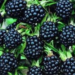 Отель Полуостров на Селигере, Нижние Котицы, Тверская область