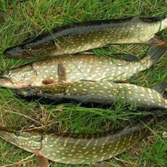 Отель Полуостров на Селигере, Нижние Котицы, Тверская область