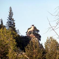 Конно-туристическая база Новая Ельня, Нижние Серги, Свердловская область