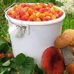 Отель Полуостров на Селигере, Нижние Котицы, Тверская область