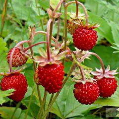 Отель Полуостров на Селигере, Нижние Котицы, Тверская область