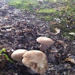 Отель Полуостров на Селигере, Нижние Котицы, Тверская область