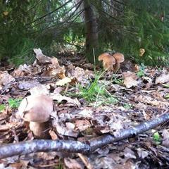 Отель Полуостров на Селигере, Нижние Котицы, Тверская область